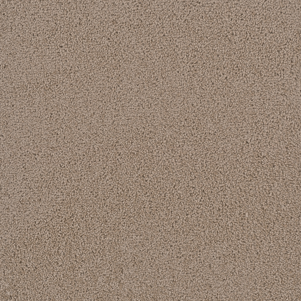 Dreamweaver Carpet First Step Doeskin Carpet 4160_530