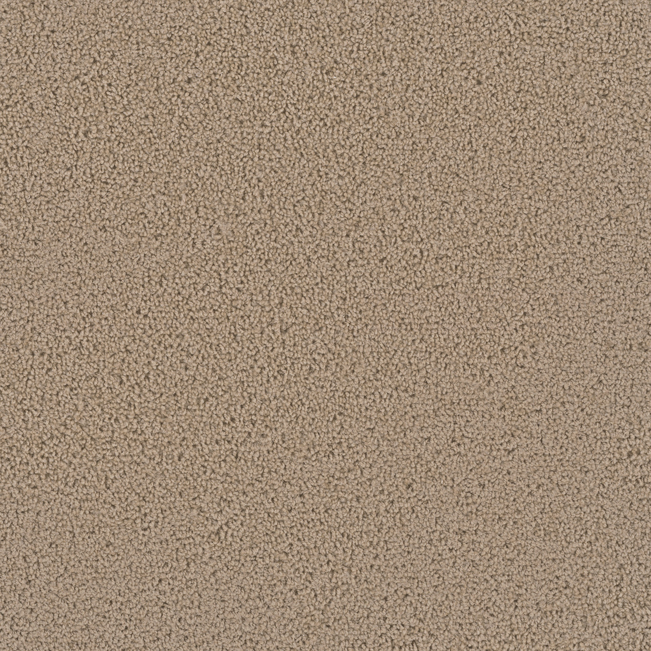 Dreamweaver Carpet First Step Satinwood Carpet 4160_555
