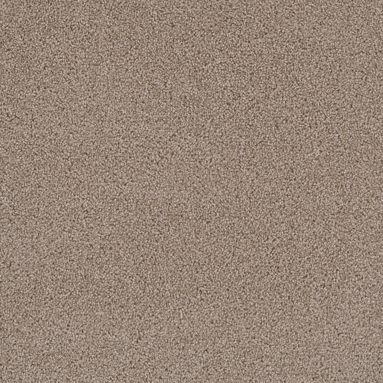 Dreamweaver Carpet First Step Biscotti carpet